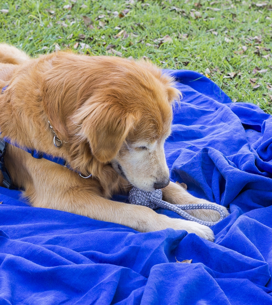 Brinquedo De Corda Para Cães Fun Pet