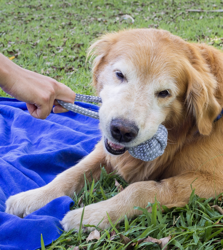 Brinquedo De Corda Para Cães Fun Pet