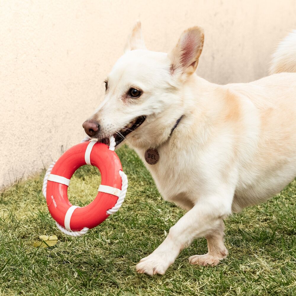 Boia com Corda para Brincadeiras Aquáticas e Cuidados Bucais para Cães
