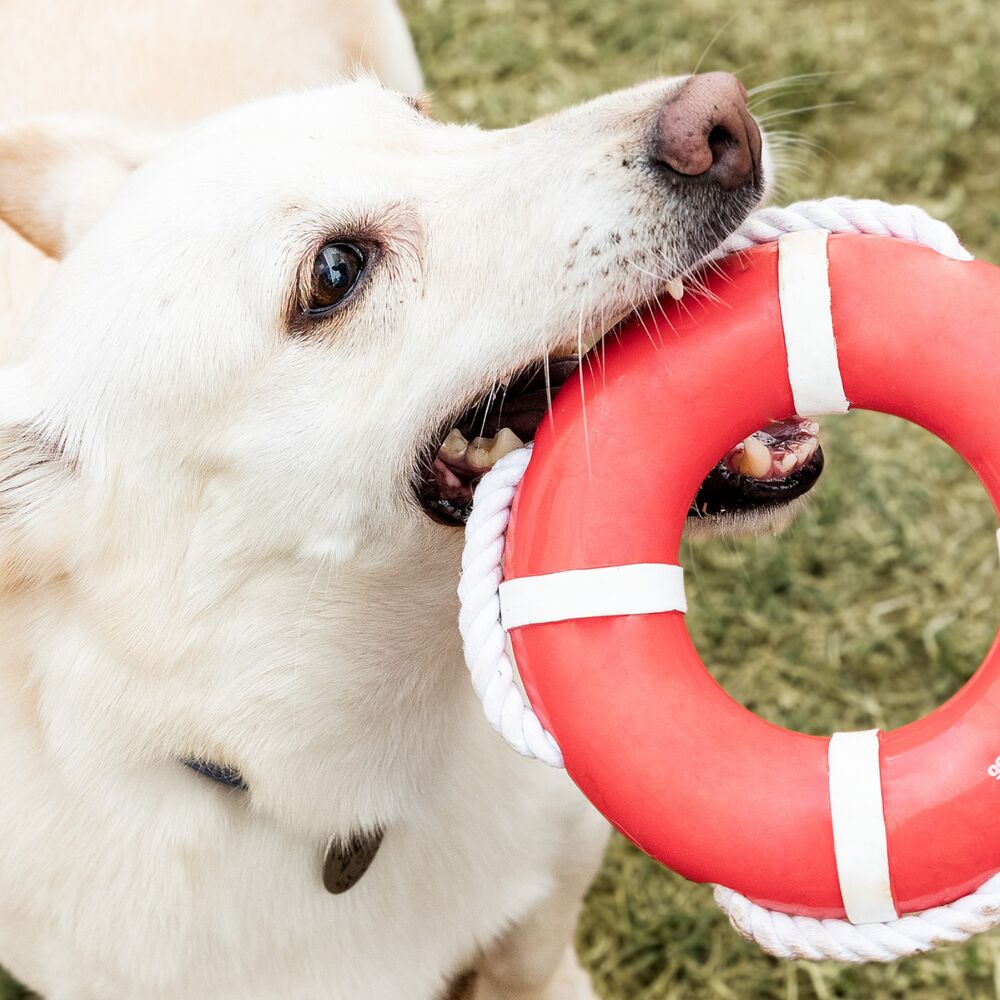 Boia com Corda para Brincadeiras Aquáticas e Cuidados Bucais para Cães