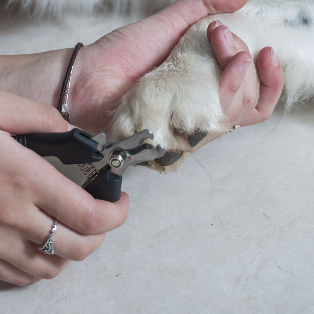 Alicate de Unha para Animais M em Aço com Cabo Vinílico - Germanhart