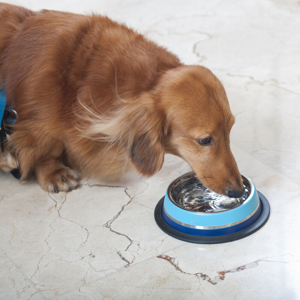 Comedouro Inox Dual Azul G 850ml para Pets - Germanhart