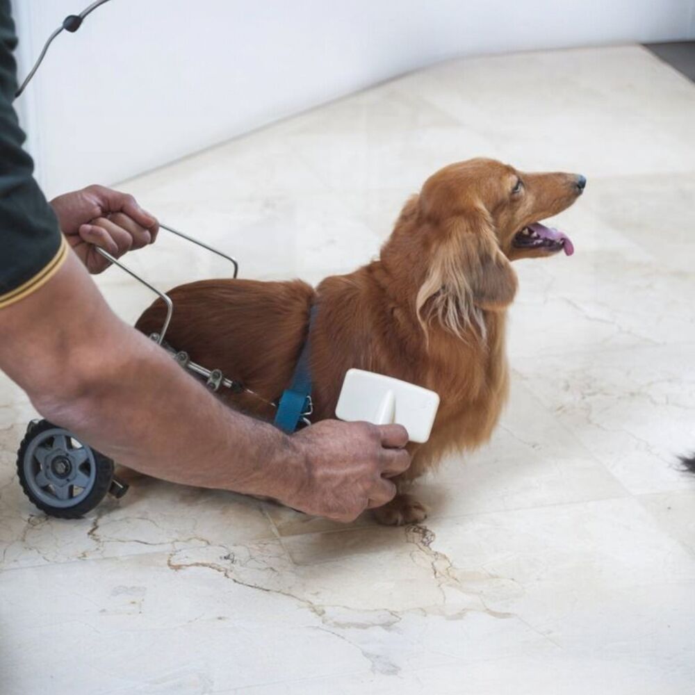 Rasqueadeira Branca P para Cães e Gatos Dentes de Aço e Cabo Ergonômico