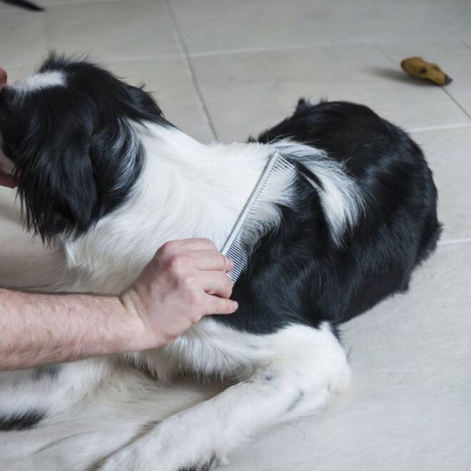 Pente Metal Fino para Cães e Gatos - Remoção de Nós e Emaranhados