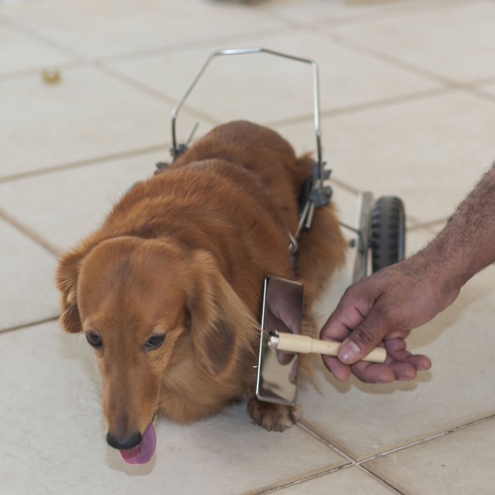 Rasqueadeira de Madeira GG para Cães e Gatos - Remoção de Pelos e Nós