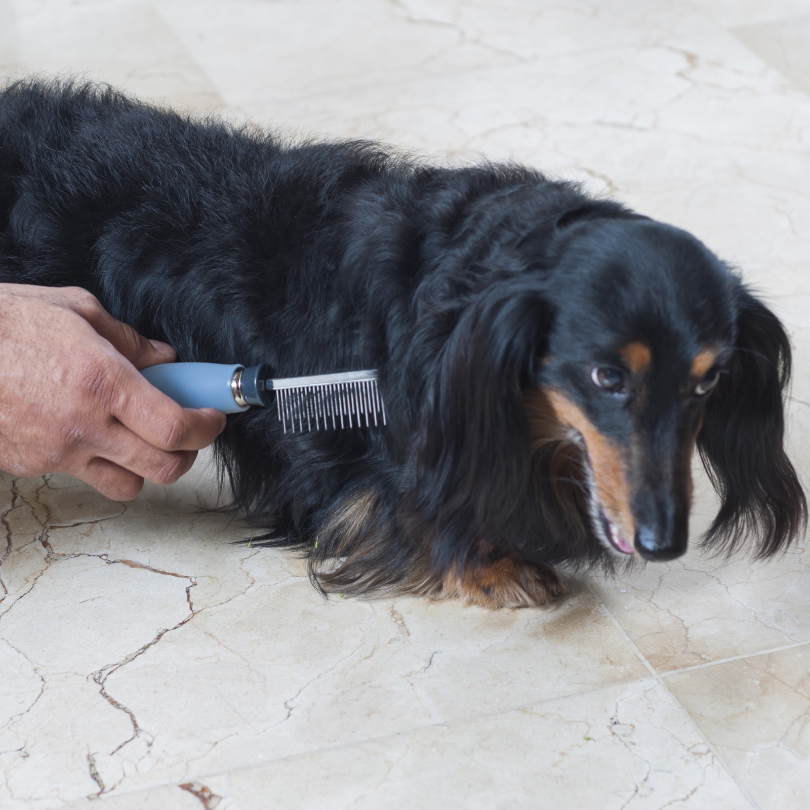 Pente Alternado para Pets com Cabo em Gel - Germanhart