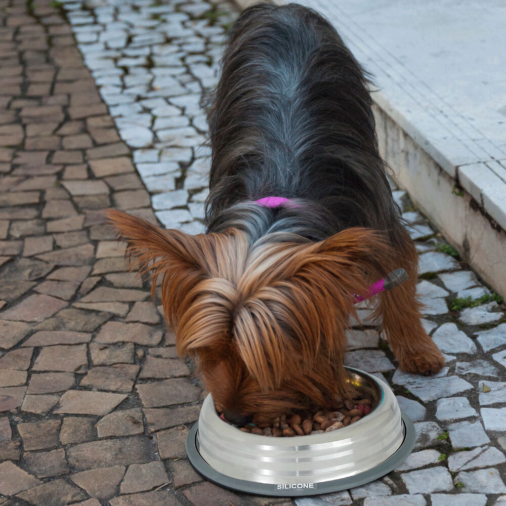 Comedouro Inox Premium Azul 210ml com Base de Silicone Cães e Gatos