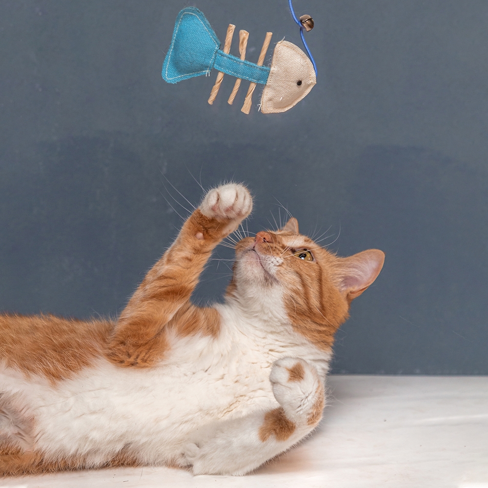 Varinha de Pesca com Sino Freshman Cat